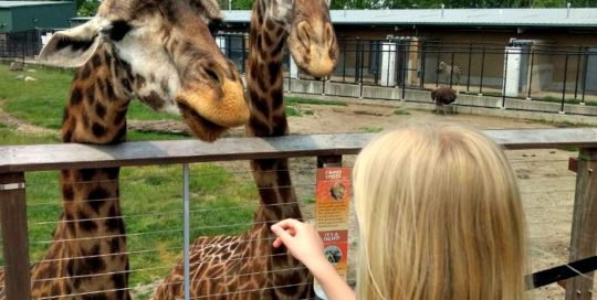 Animal Encounters around Kalamazoo