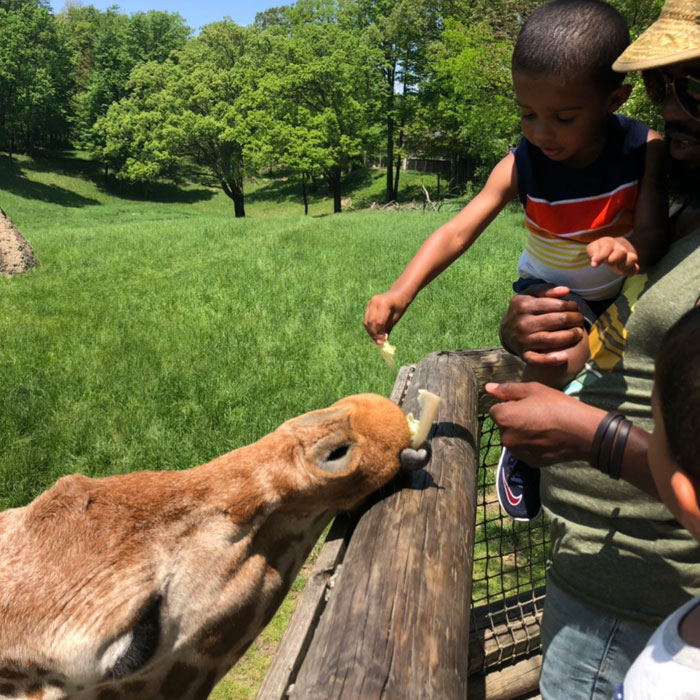 Binder-Park-Zoo-feeding-the-girafes