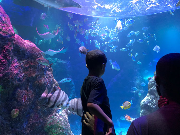Sea-Life-Aquarium-Underwater Tunnel Sea-Life-Aquarium-Underwater Tunnel