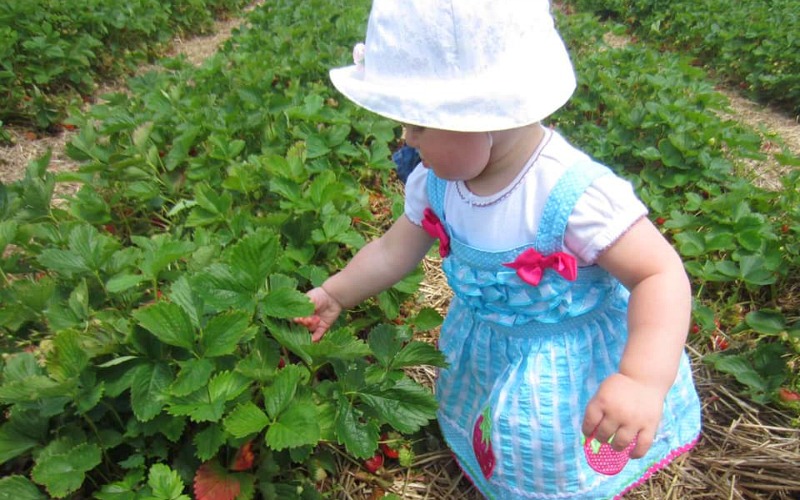 Toddler in u-pick strawberry field