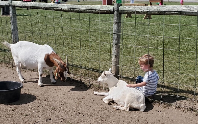 boy with goats on gull meadow farms