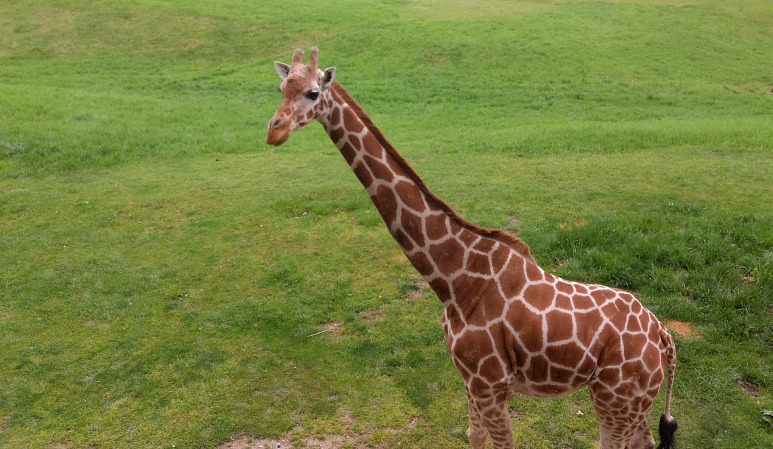 Kids Feed giraffe at Binder Park Zoo