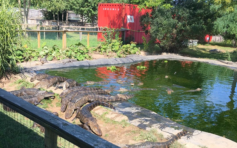 Families visit alligator sanctuary