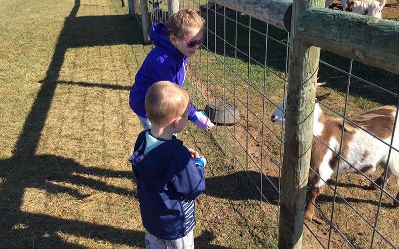 Kids feeding farm goats