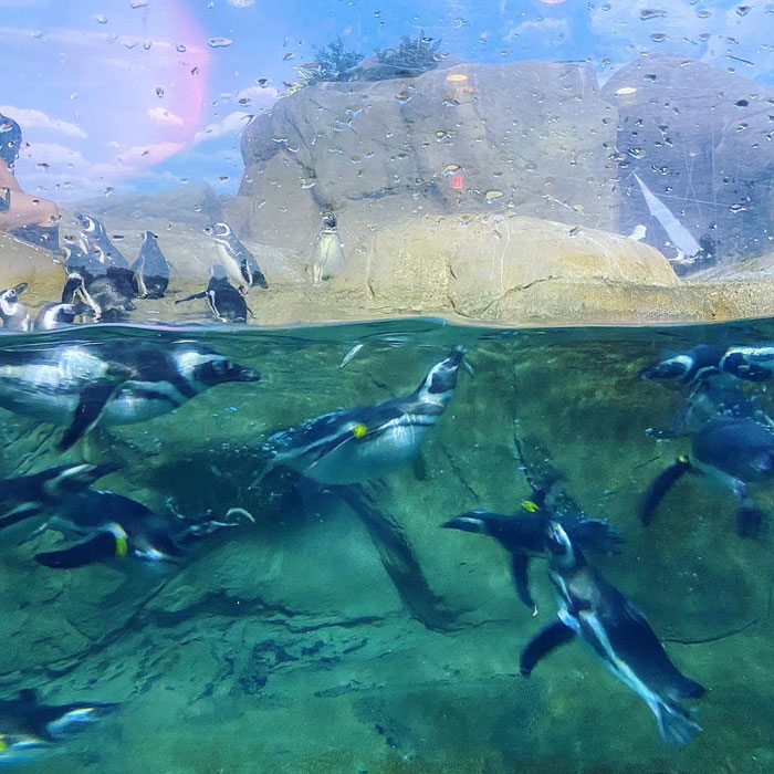 Penguin-Aquarium-Exhibit-John-Ball-Zoo