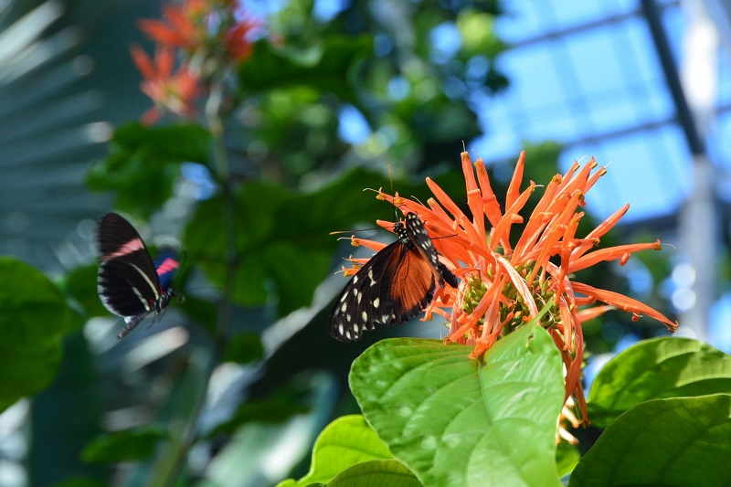 Meijer Gardens Butterflies