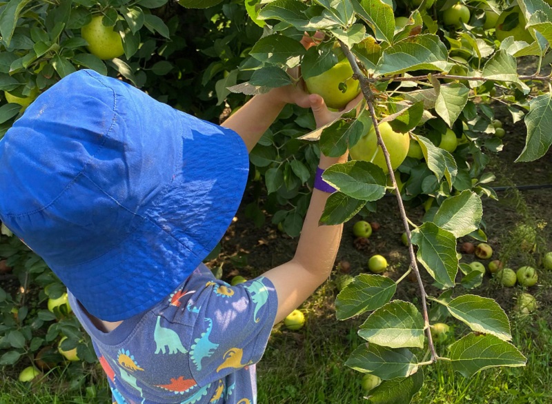 boy picking apples at gull meadow farms