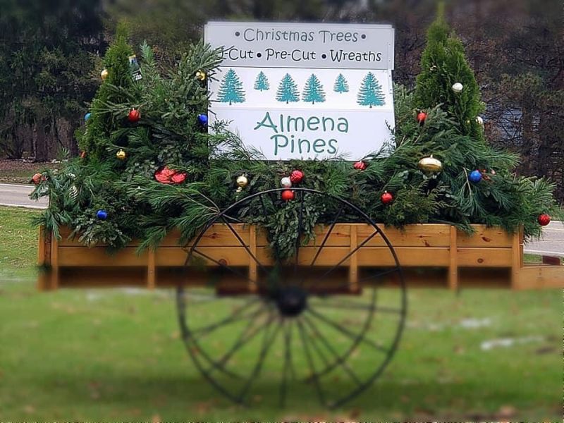 almena pines christmas tree farm
