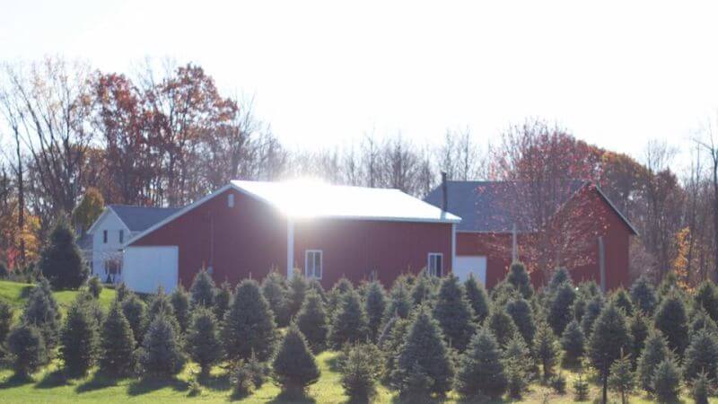 weisse taube farm christmas tree farm