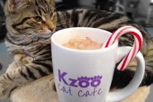 Kzoo Cat Cafe and Rescue