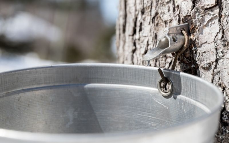 Maple Syrup Sugar Shack Festival