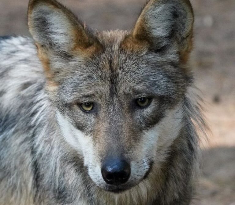 25 Petting Zoos Zoos Animal Sanctuaries Kalamazoo Families Love   Binder Park Zoo Wolf 768x672 