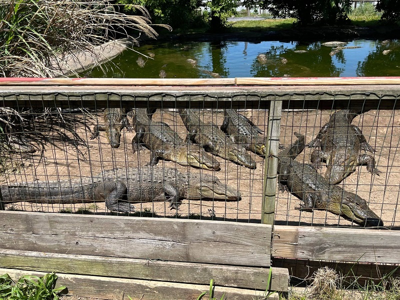 Critchlow Alligator Sanctuary