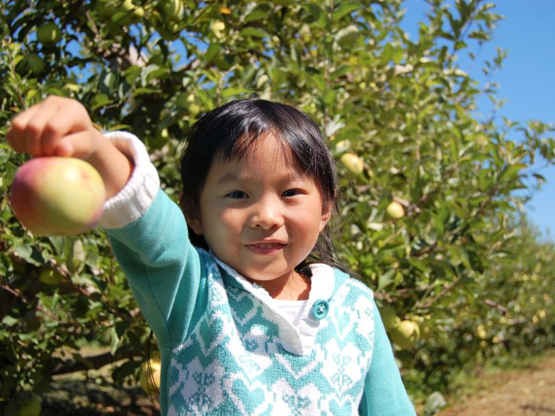 u pick apples apple orchard Kalamazoo
