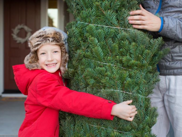 SWMI Christmas Tree Farms 12+ UCut & PreCut Spots to Find a Tinsel