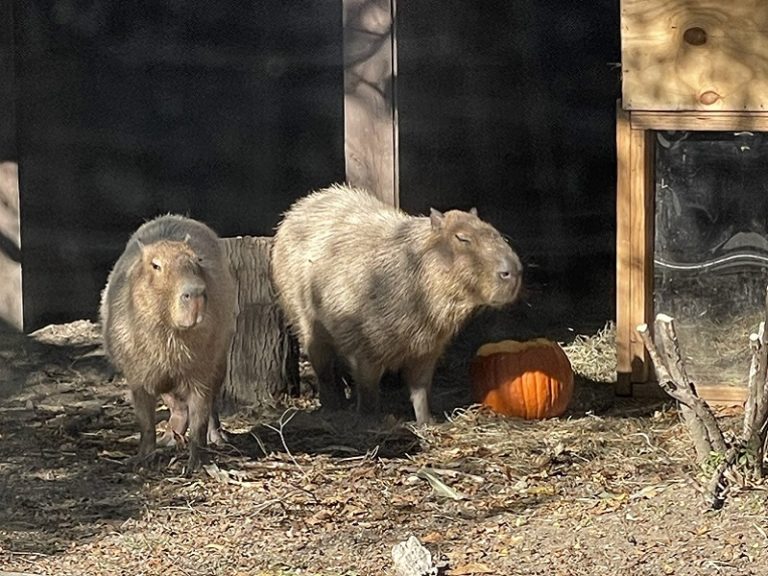 25 Petting Zoos, Zoos + Animal Sanctuaries Kalamazoo Families Love ...