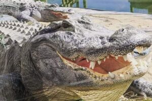 Families visit alligator sanctuary