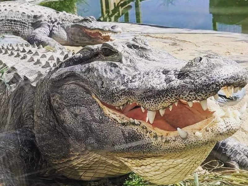 Families visit alligator sanctuary