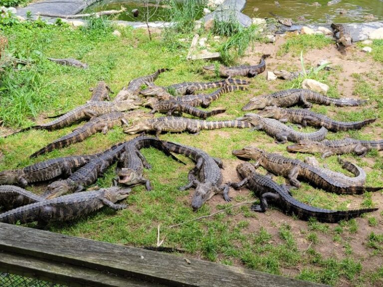 Critchlow Alligator Sanctuary Opens April 26: Plan Your Rescued ...