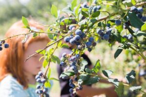 blueberry picking near me, blueberry season