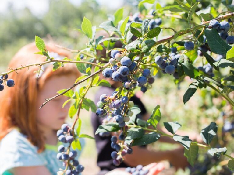 Blueberry Picking Farms in Southwest Michigan 2024 KZOOKIDS