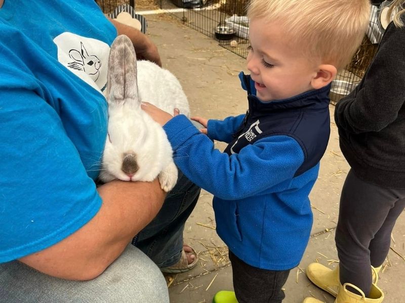 Wedel's Petting Zoo Bunny