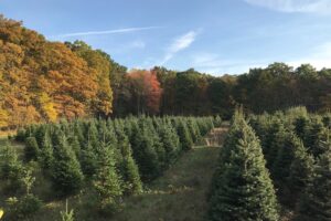 Leber Christmas Tree Farm FB