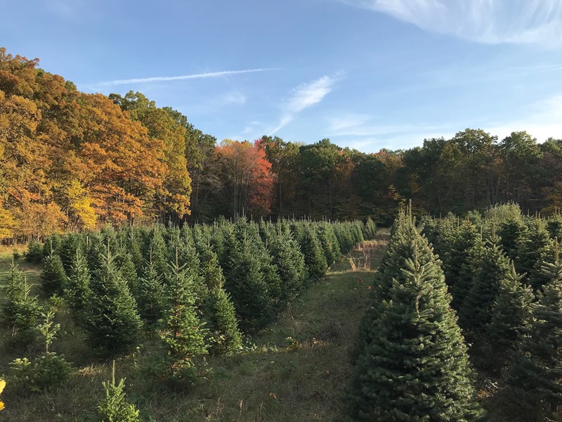 Leber Christmas Tree Farm FB