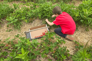 boy picking strawberries