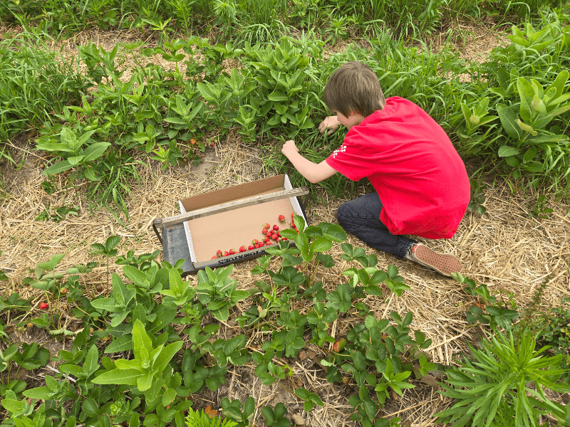 boy picking strawberries