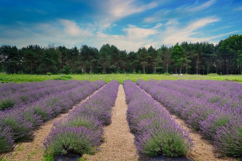 Shades of Lavender Farm