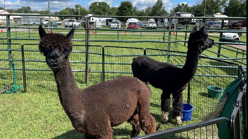 KCYF Alpacas 2026