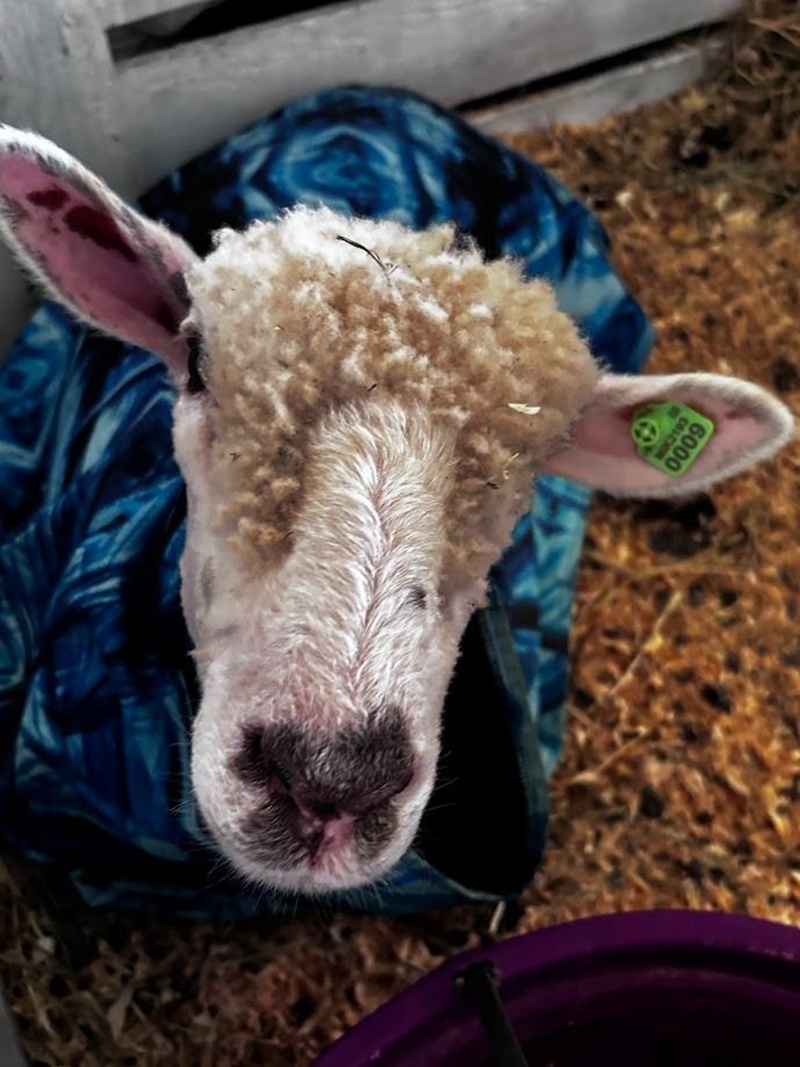 KCYF Sheep 2026