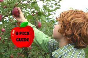 apple orchard, u pick apples, Kalamazoo apple picking