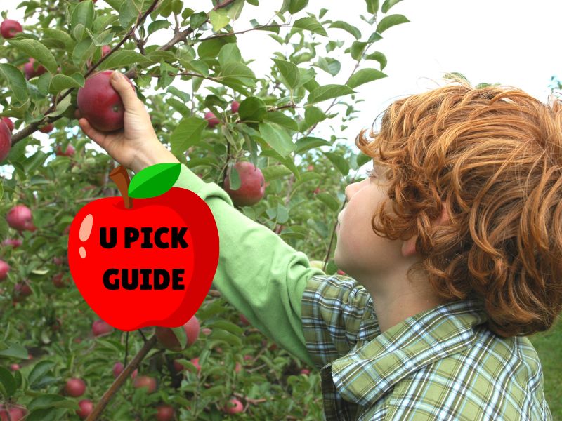 apple orchard, u pick apples, Kalamazoo apple picking