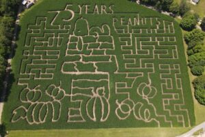 corn mazes near Kalamazoo, Southwest Michigan corn maze, Gull Meadow Farms corn maze