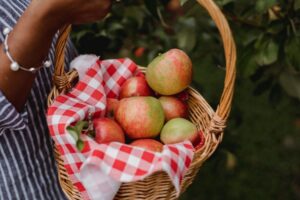 apple picking, apple orchard, u-pick apples