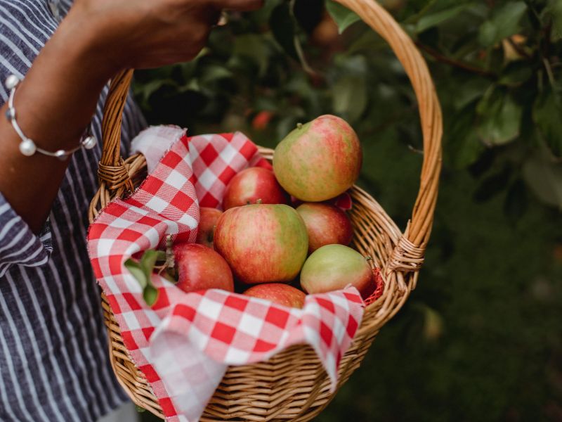 apple picking, apple orchard, u-pick apples