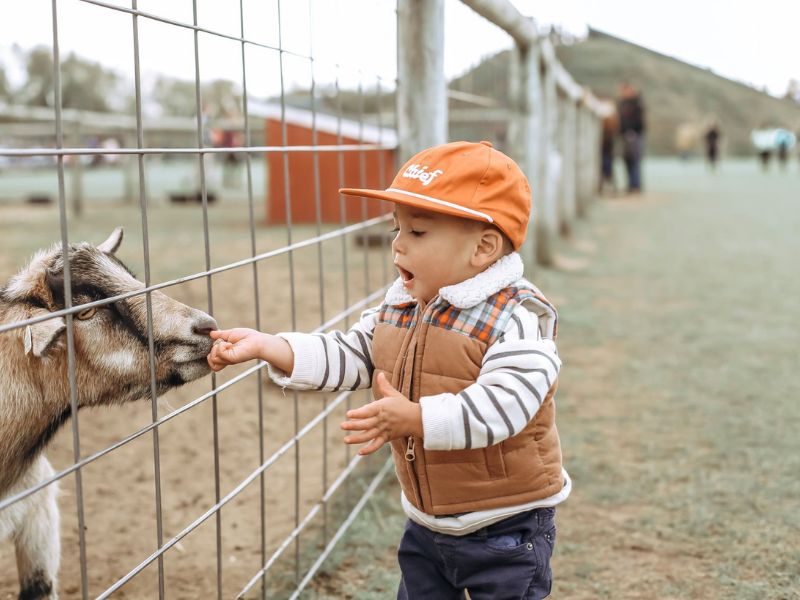 Gull Meadow Farms, Petting Farm, Facebook