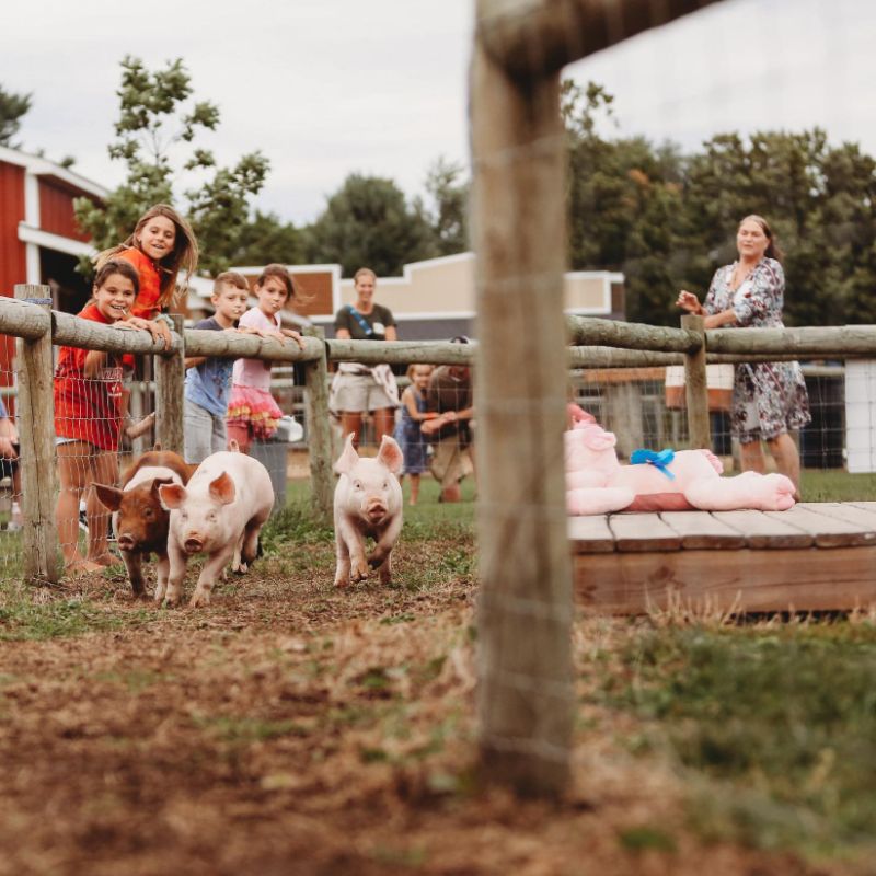 Gull Meadow Farms Pig Race, Instagram
