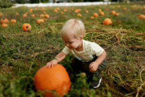 pumpkin patch, pumpkin picking, kalamazoo pumpkin