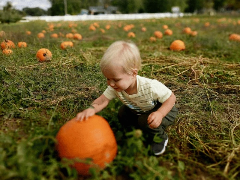 pumpkin patch, pumpkin picking, kalamazoo pumpkin