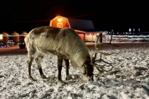Reindeer Ranch Kalamazoo MI