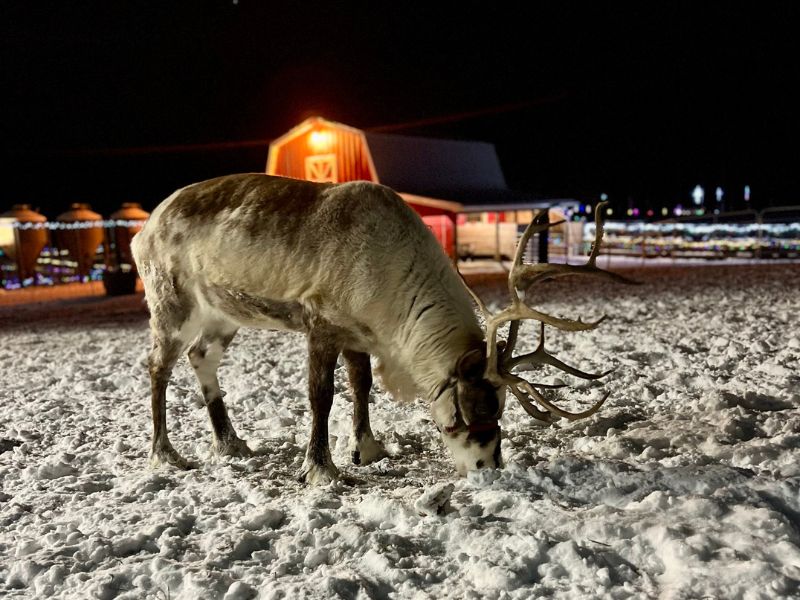 Reindeer Ranch Kalamazoo MI