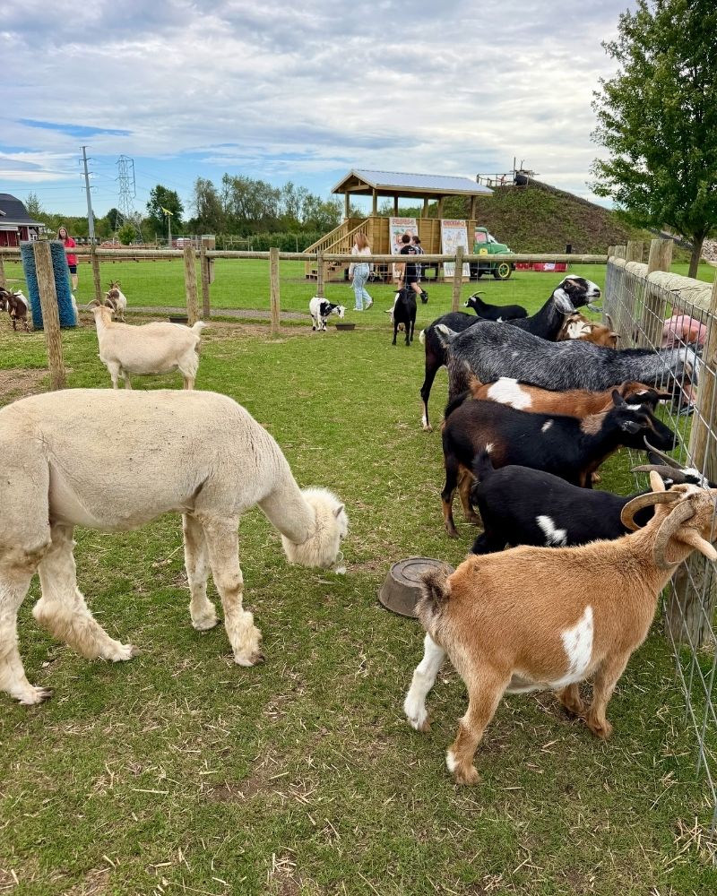 Gull Meadow Farms Animals 2026
