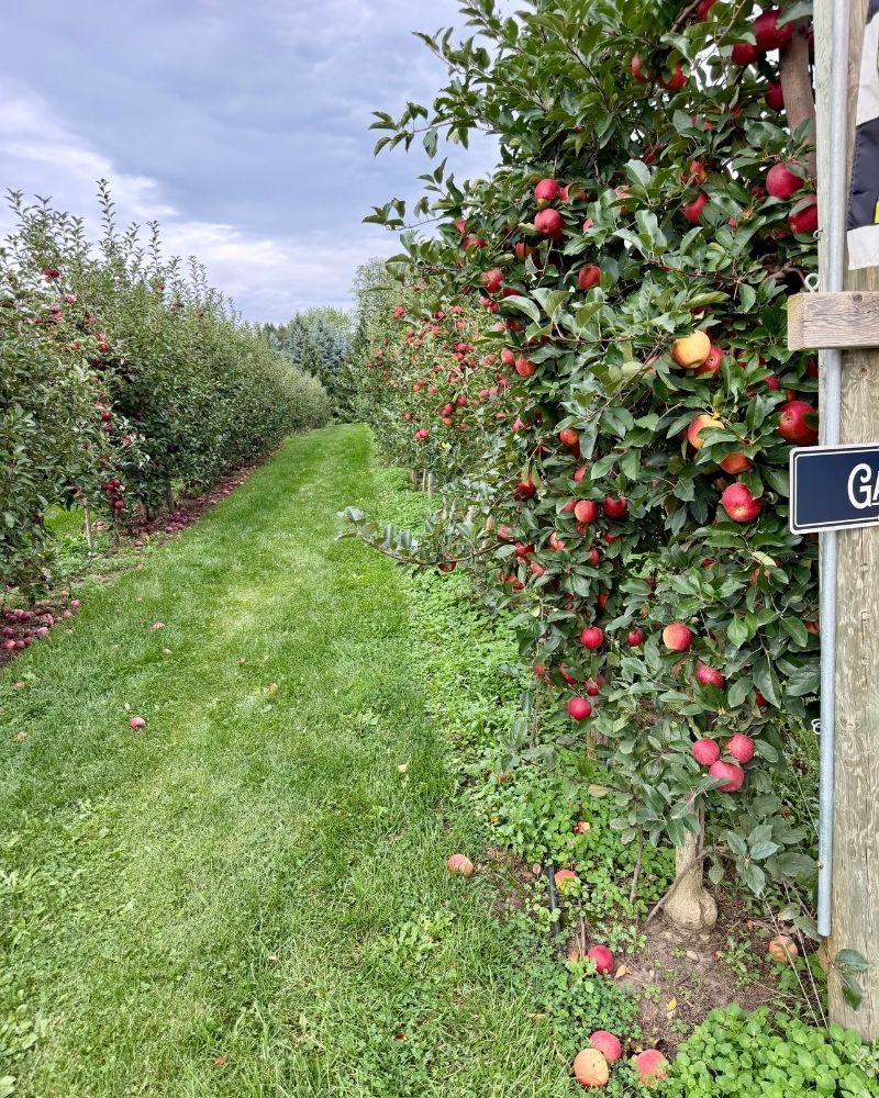 Gull Meadow Farms Apple Picking 2026