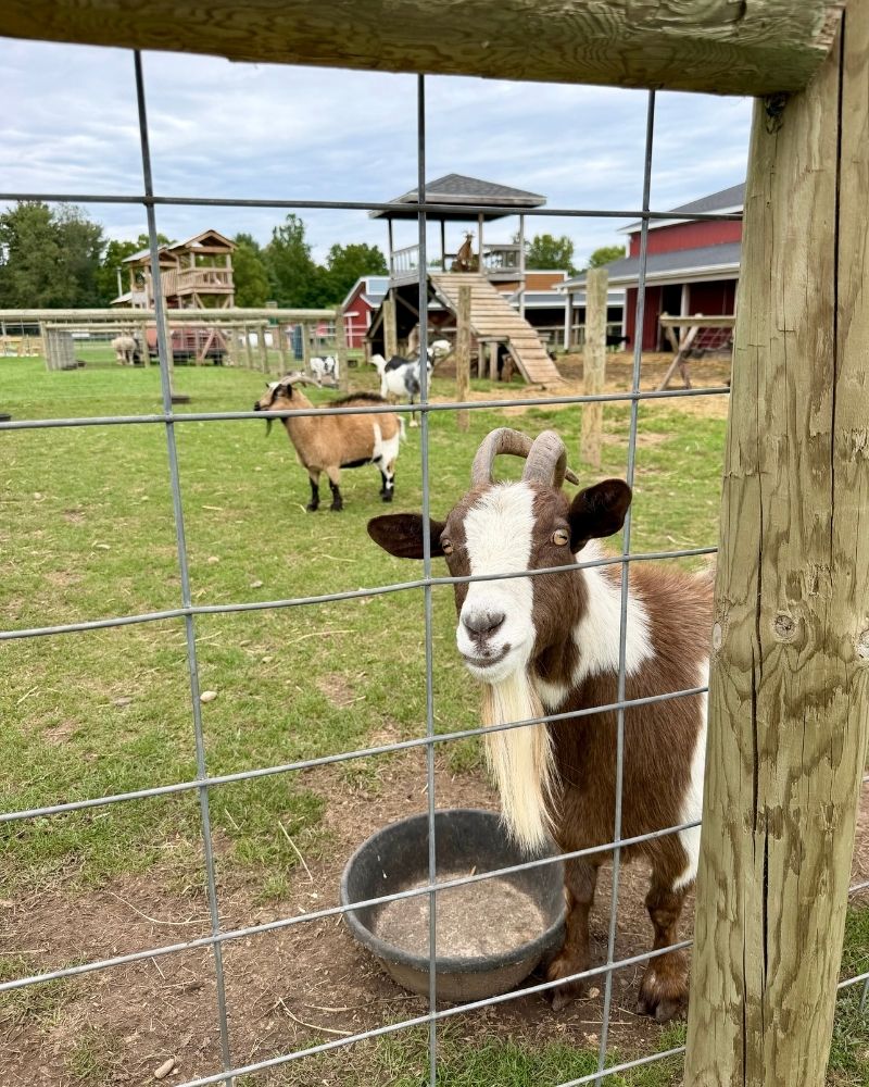 Gull Meadow Farms Goats 2026